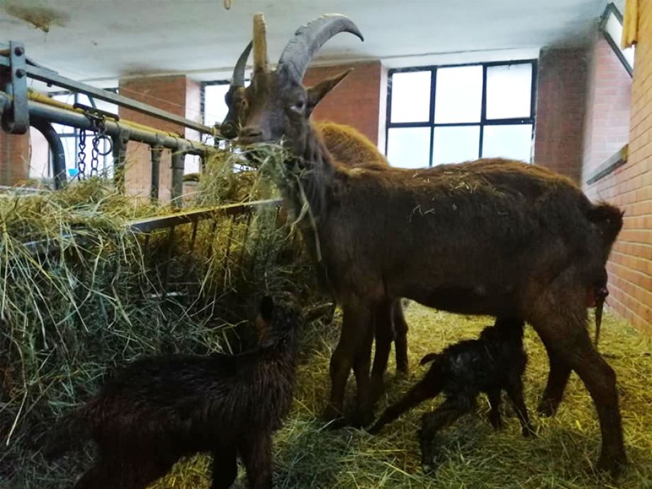 La Petite Ferme du Bonheur - animali