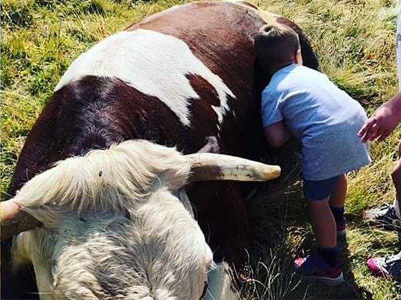 Adotta una mucca